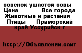 совенок ушастой совы › Цена ­ 5 000 - Все города Животные и растения » Птицы   . Приморский край,Уссурийск г.